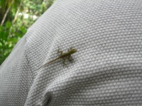 attack lizard.JPG